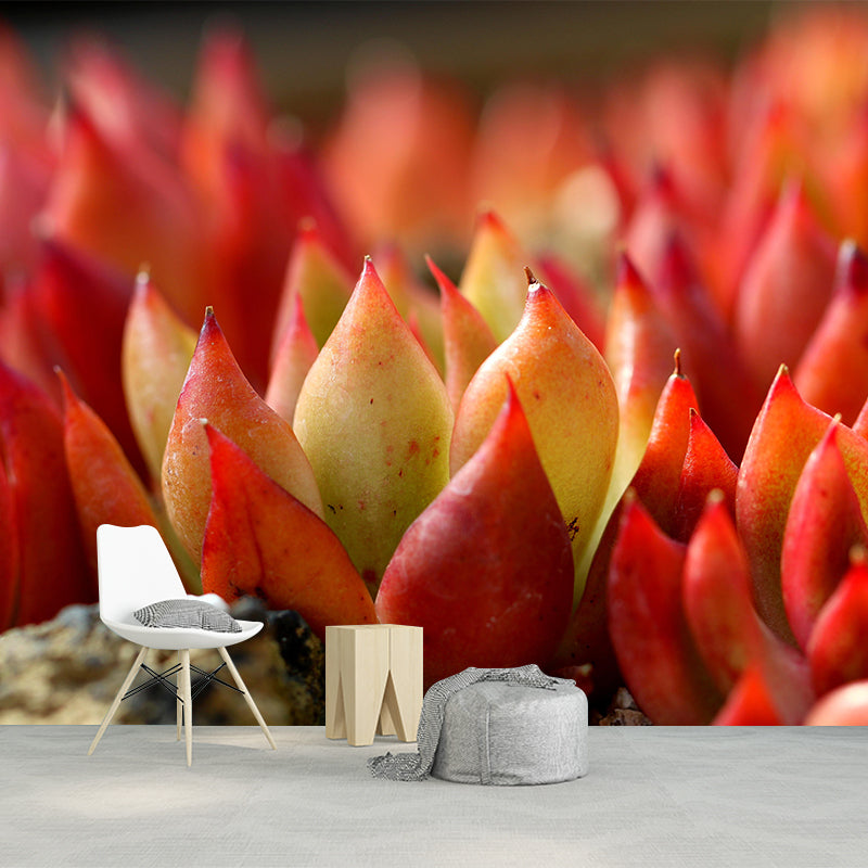 Succulent Potted Plants Mural Wallpaper Stain Resistant Wall Covering for Living Room