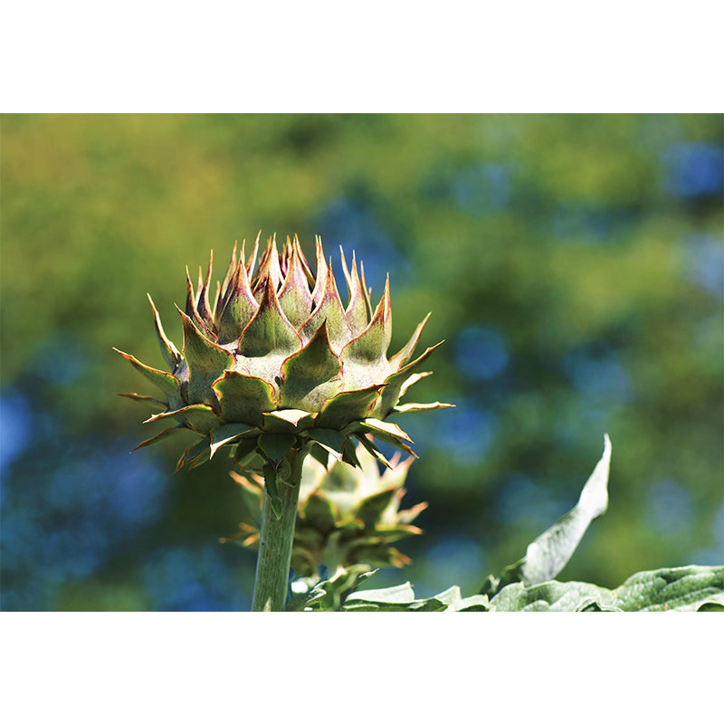 Artichoke Painting Mural Decal Modern Mildew Resistant Wall Covering for Decoration