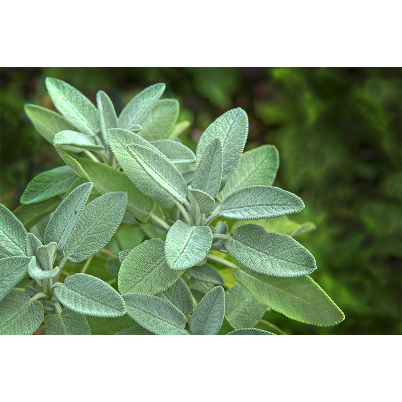 Herb Painting Mural Decal Modern Mildew Resistant Wall Covering for Decoration