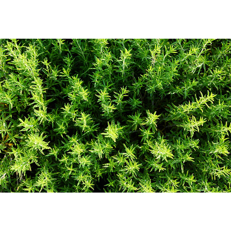 Customized Modern Plants Mural Wallpaper with Thyme Pattern Mildew Resistant