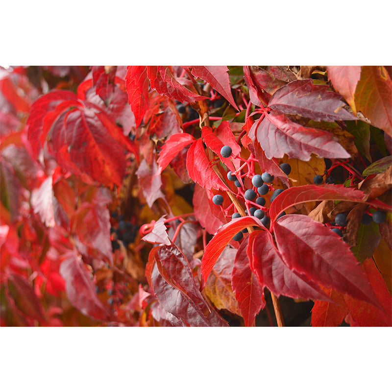 Customized Virginia-Creeper Plant Mural Wallpaper Mildew Resistant Wall Decor