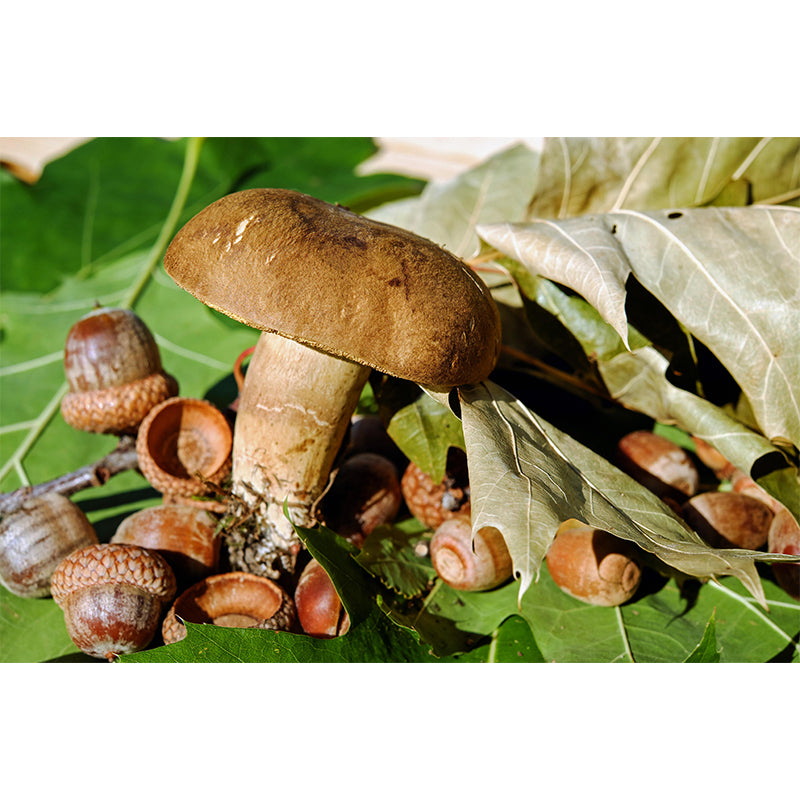 Customized Edible mushrooms Plant Mural Wallpaper Mildew Resistant Wall Decor