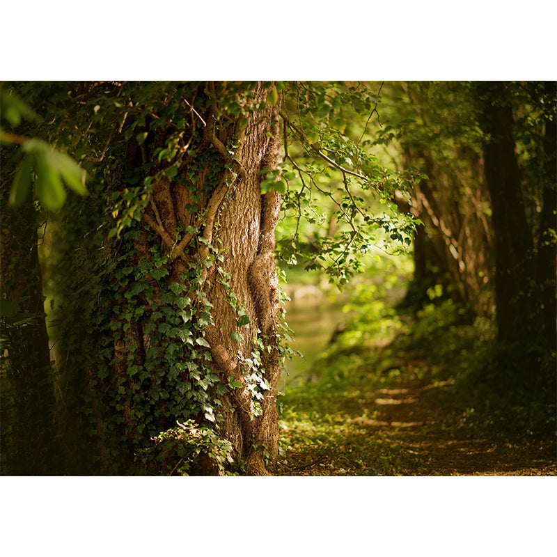 Spring Forest Scenery Wall Mural Contemporary Home Decor for Sitting Room