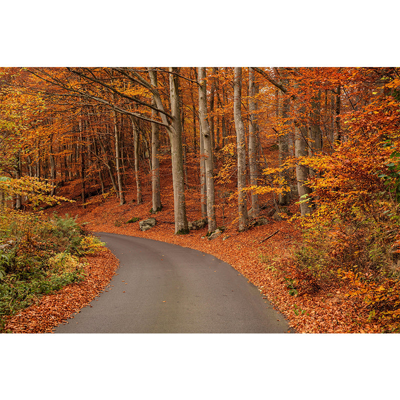 Photographic Autumn Forest Mural Mildew Resistant Wall Decor for House Interior