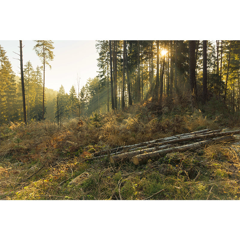 Autumn Forest Scenery Wall Mural Contemporary Home Decor for Sitting Room