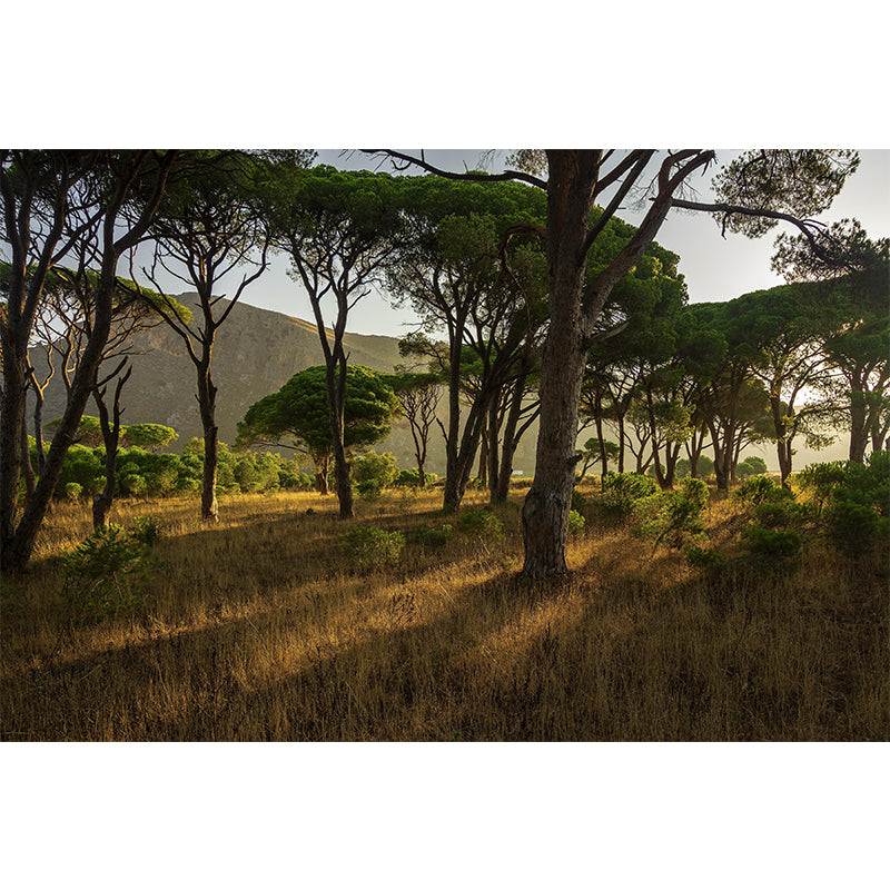 Photographic Summer Forest Mural Mildew Resistant Wall Decor for House Interior