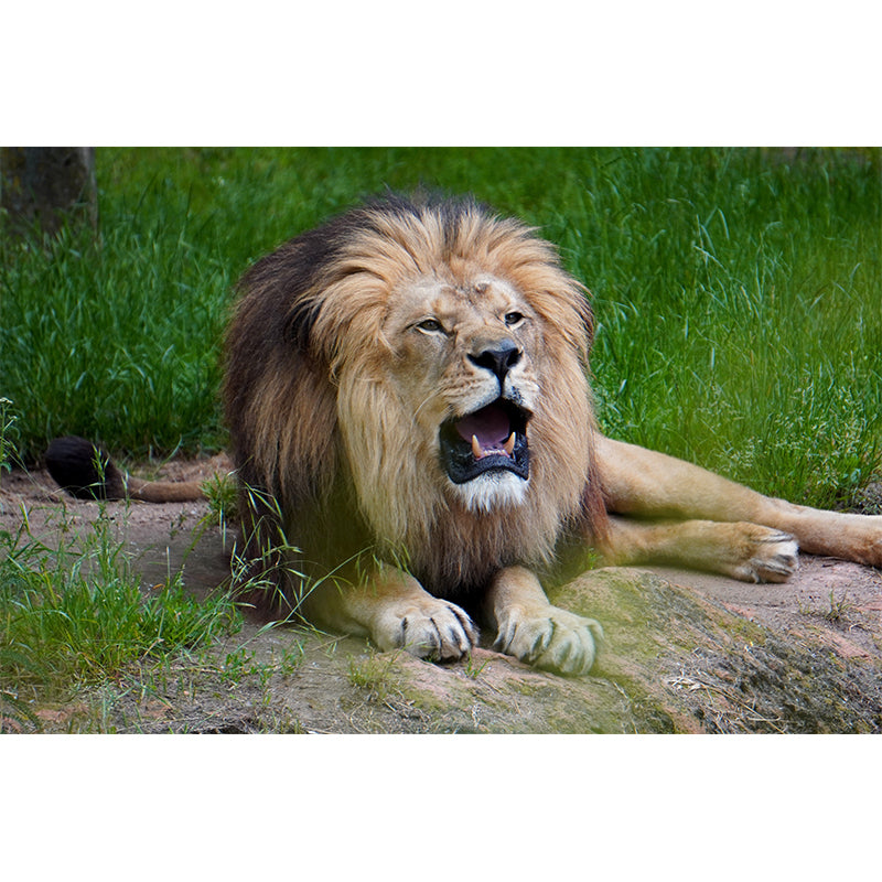 Ferocious Lion Wallpaper Murals Modern Wall Art for Sitting Room, Personalised Size