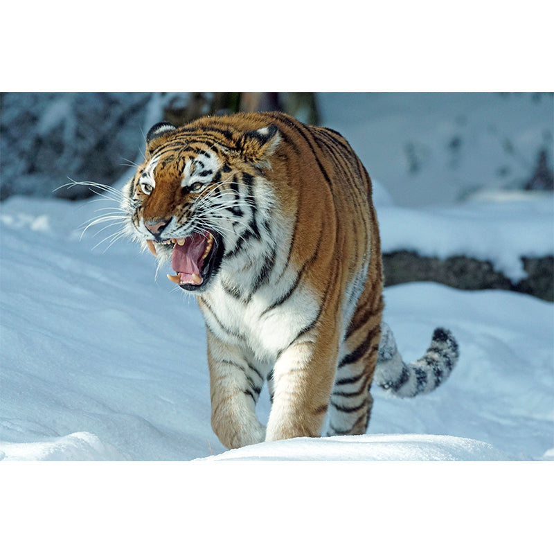 Contemporary Tiger Animal Wall Paper Murals for Home Moisture Resistant, Personalised Size