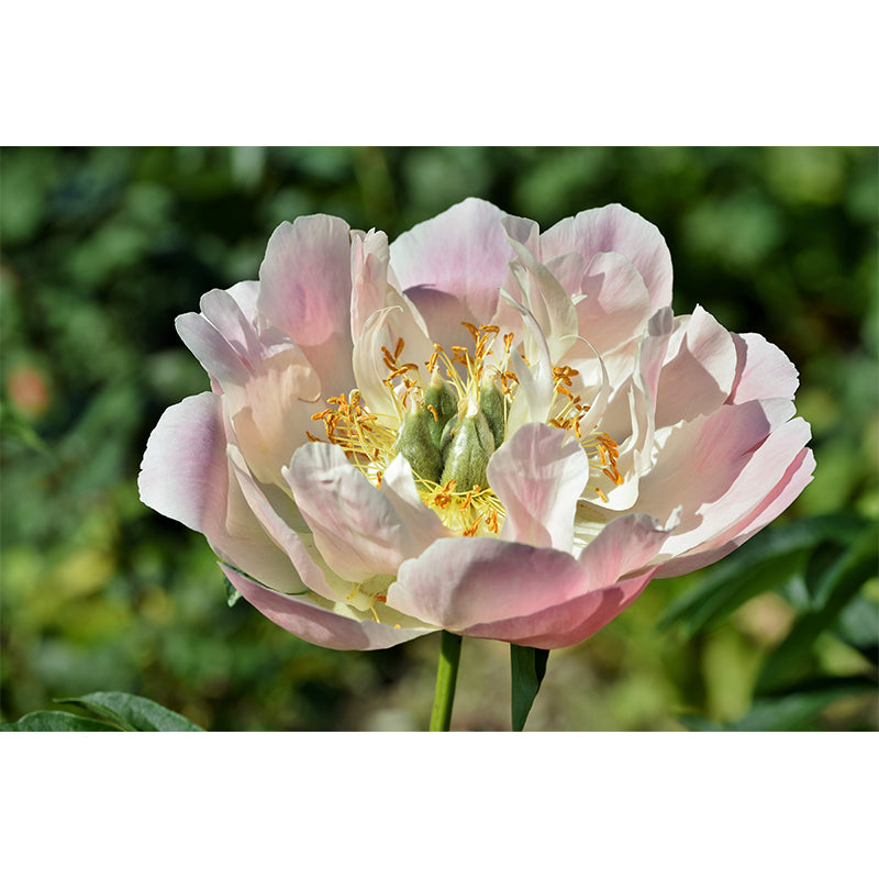 Delicate Peony Houses Mural Decal for Girls' Bedroom, Moisture Resistant