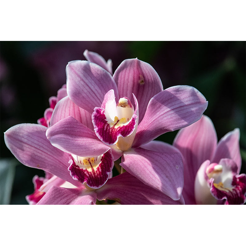 Orchid Murals Contemporary Washable Girls' Bedroom Wall Decor, Size Optional