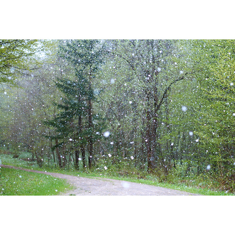 Forest Mural Wallpaper for Sitting Room Moisture Resistant, Personalized Size Available