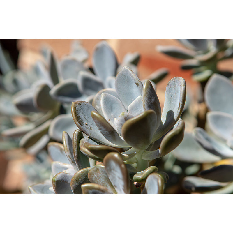 Green Plants Wall Murals Tropics Moisture Resistant Wall Covering for Living Room