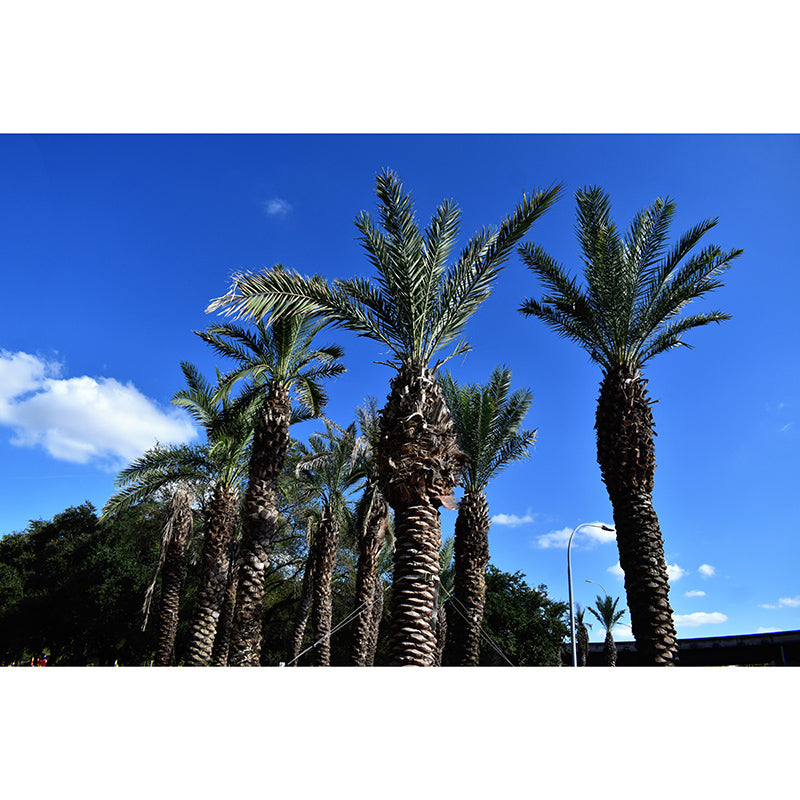 Tropical Palm Tree Wall Paper Murals Decoration for Gust Room, Made to Measure