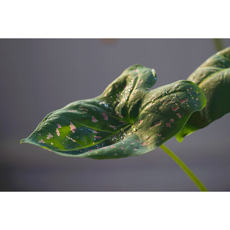 Plants Modern Stain Resistant Wall Decor for Living Room Bedroom, Made to Measure