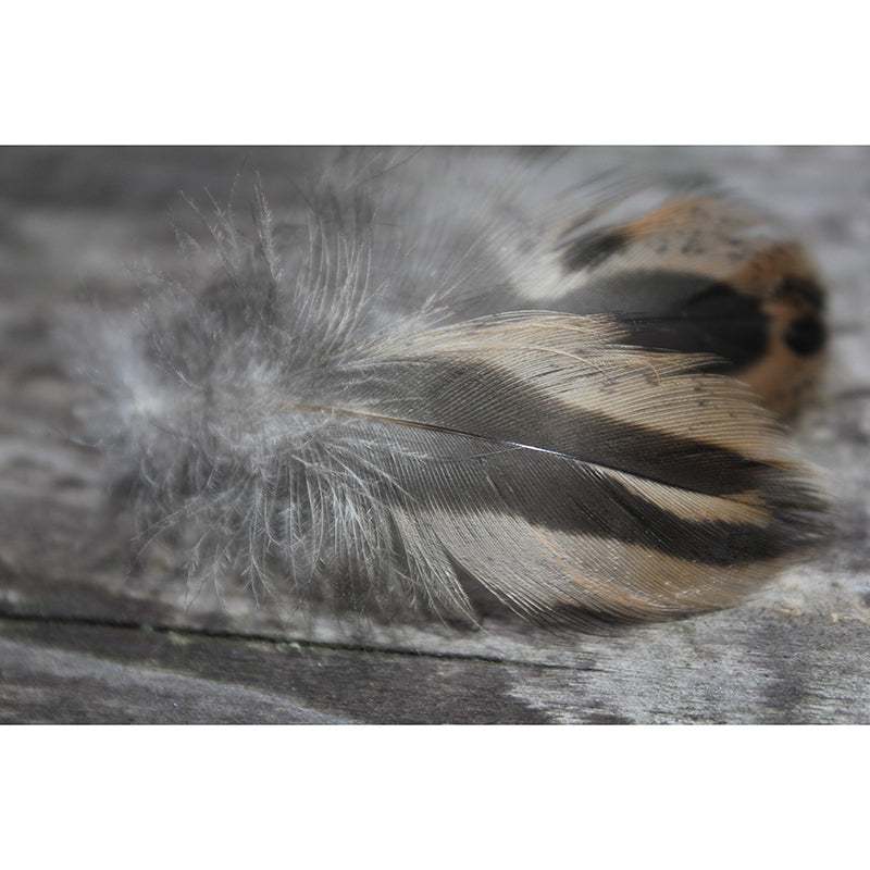 Beautiful Feathers Custom-Made Contemporary Wall Covering for Home Decoration