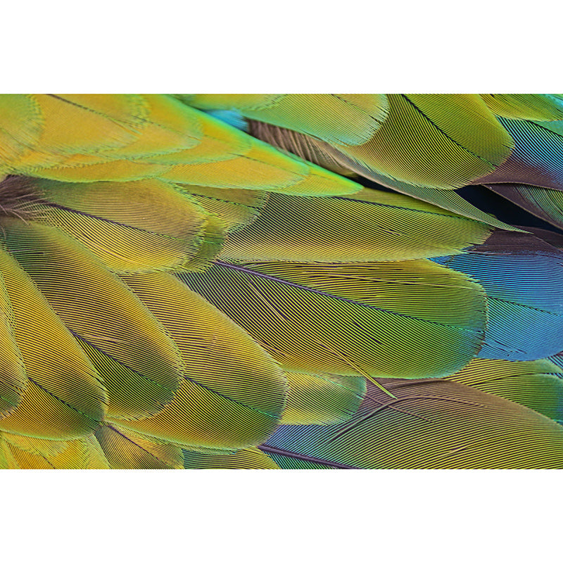 Parrot Feathers Mural Wallpaper for Sitting Room Colorful, Custom Size Available