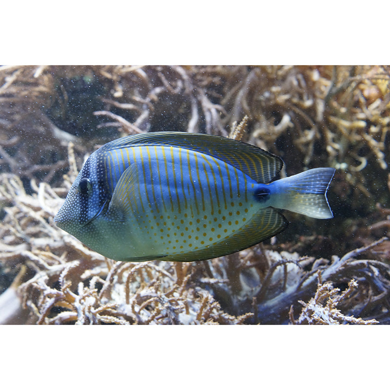 Tropical Seabed Mural Wallpaper for Aquarium Stain Resistant, Made to Measure