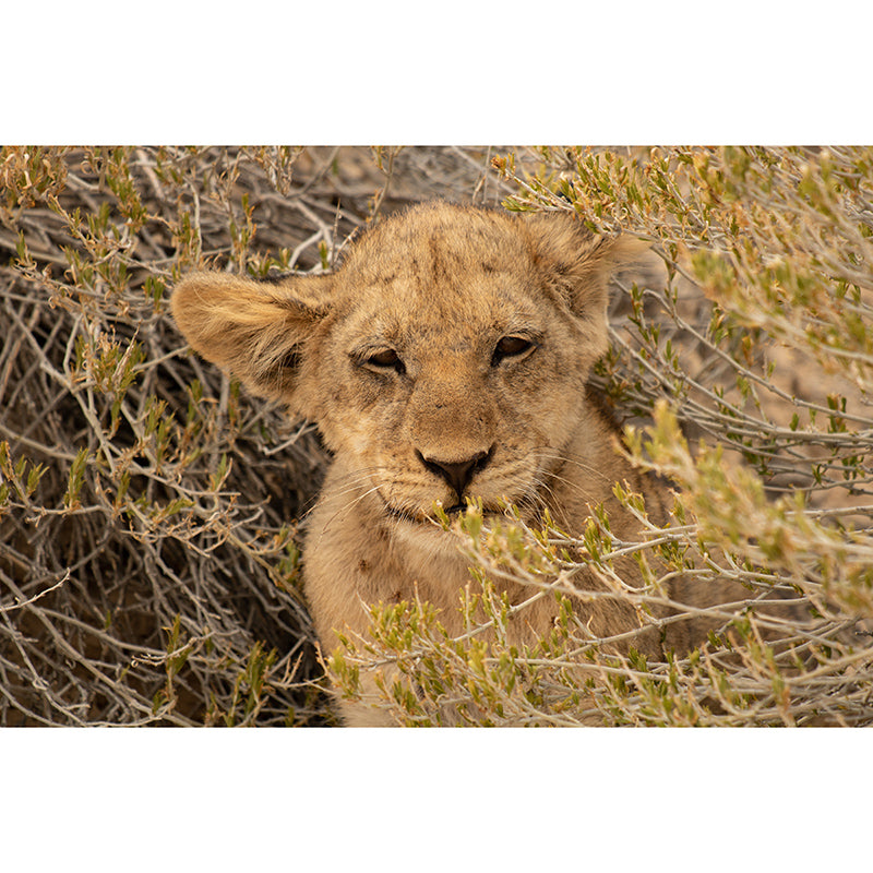 Wild Animals Guest Room Wall Covering Water Resistant Mural, Personalized Size Available