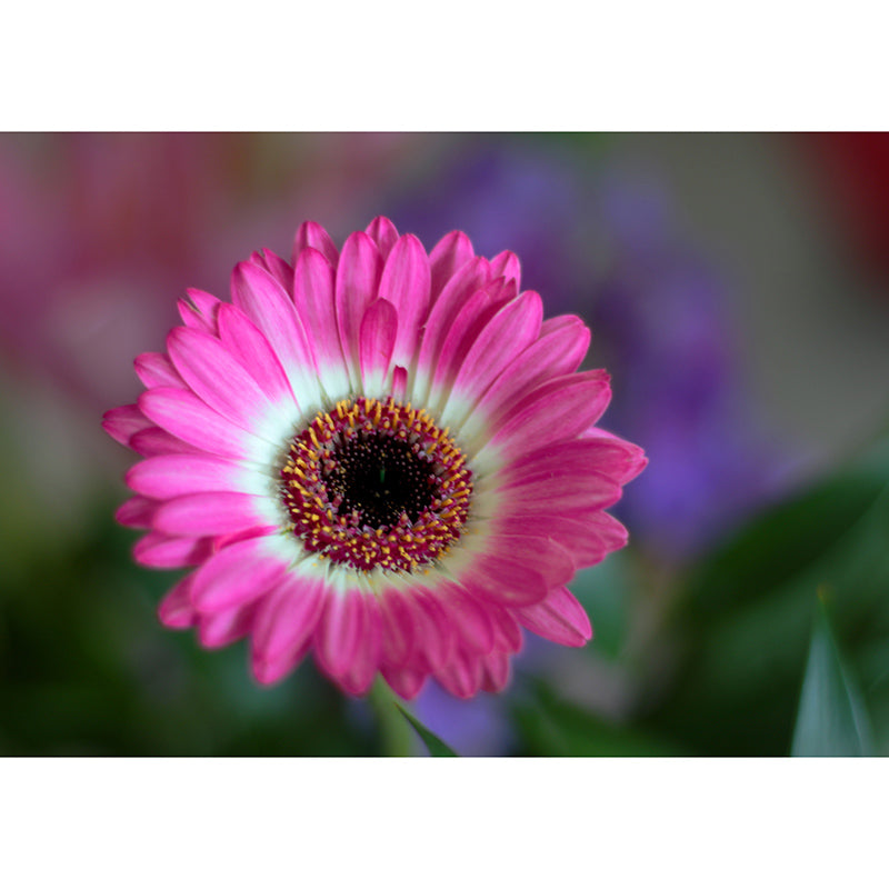 Modern Chrysanthemum Wall Covring for Bedroom Decoration, Moisture Resistant