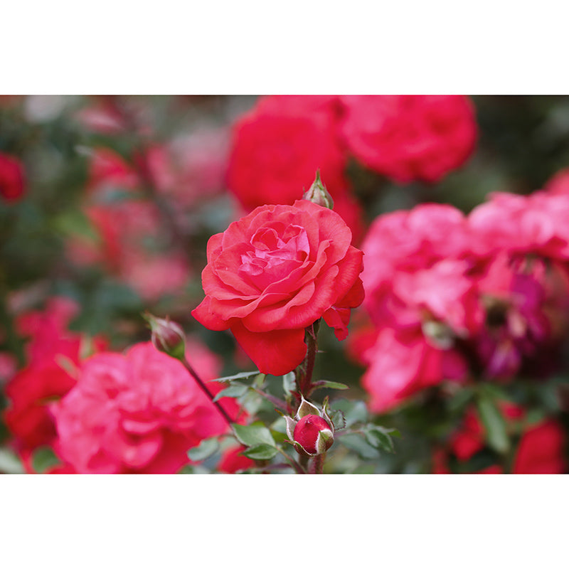 Elegant Rose Mural Wallpaper Washable Wall Covring for Girls' Bedroom Home Decor