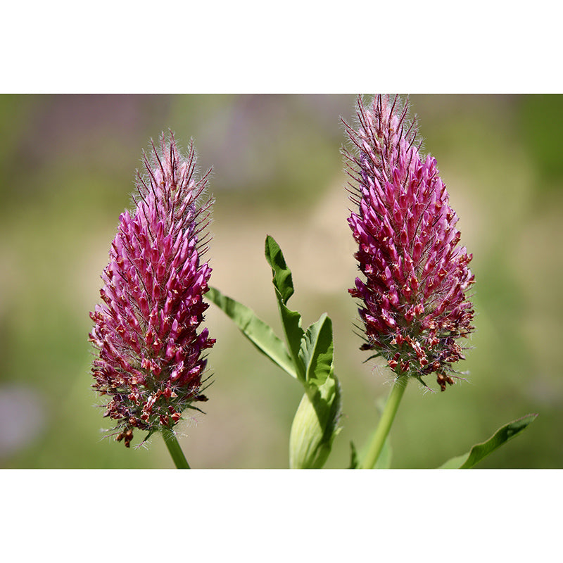 Simple Plant Mural Moisture Resistant Wall Decor for Living Room, Made to Measure