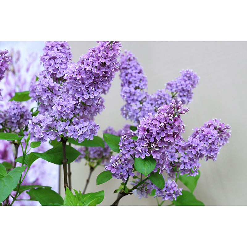 Purple Lavender Wall Mural Decals Home Decoration Sleeping Room Wall Decor