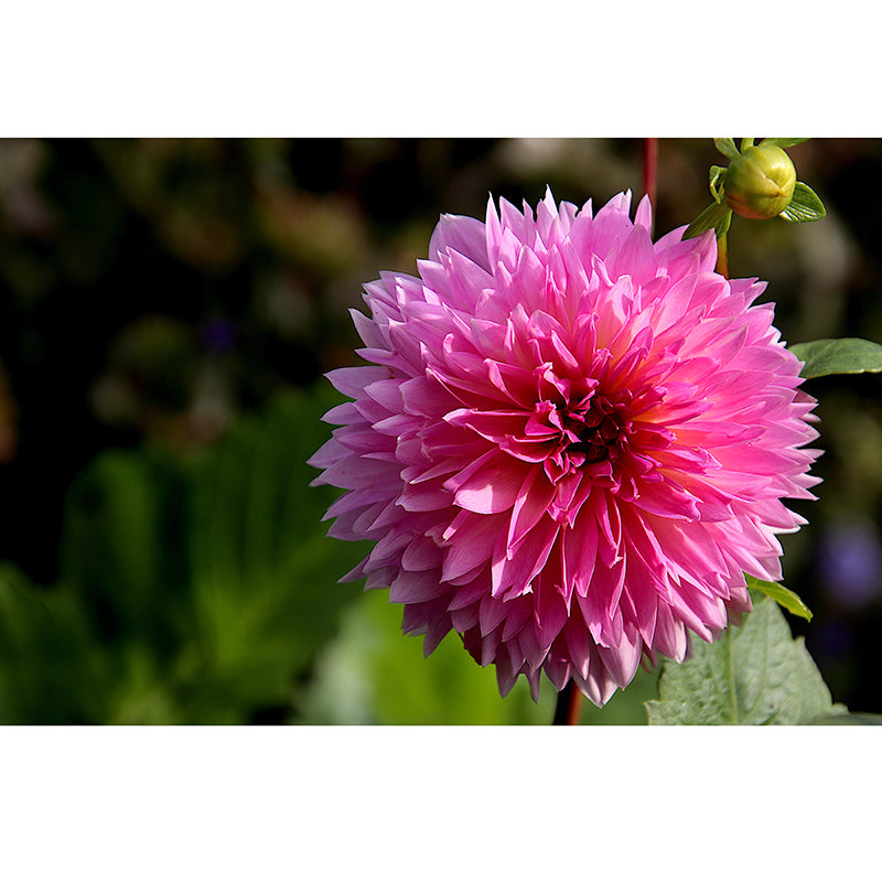 Modern Girls' Bedroom Wall Decor Blooming Flower Wall Covering, Moisture Resistant