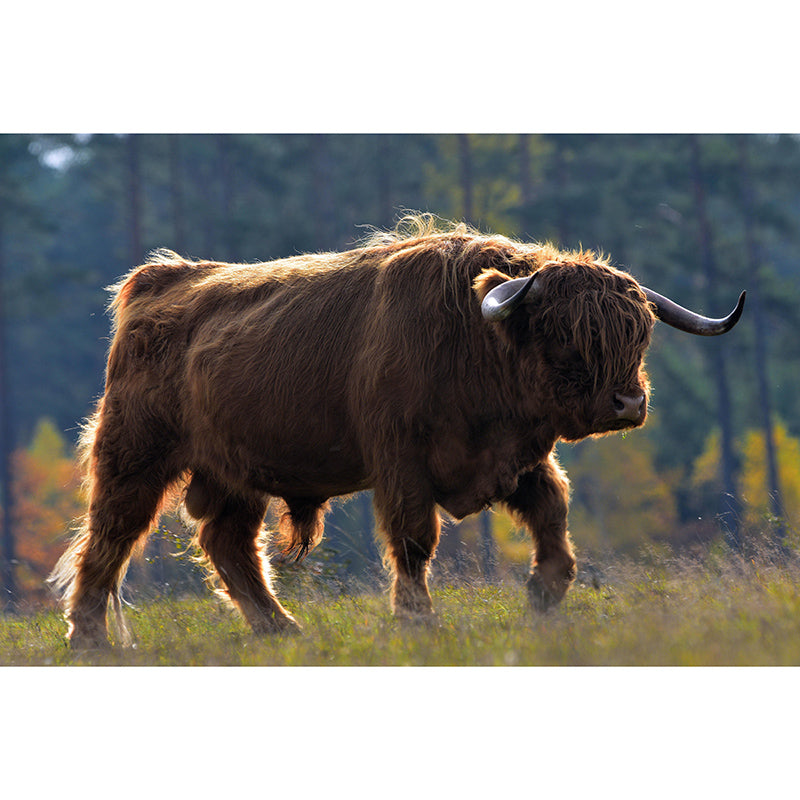 Mighty Bull Mural Wallpaper Photography Horizontal Wall Decor for Home