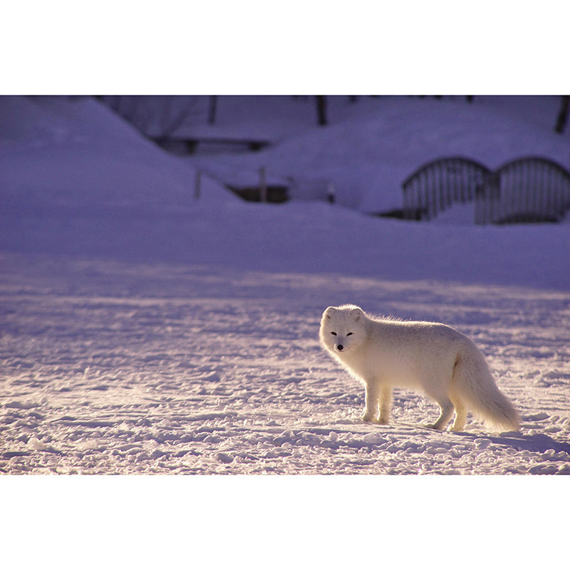 Contemporary Fox Mural Soft Color Stain Resistant Wall Art for Living Room