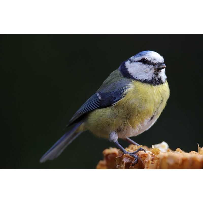 Lovely Blue-Tit Mural Wallpaper Photography Horizontal Wall Decor for Home