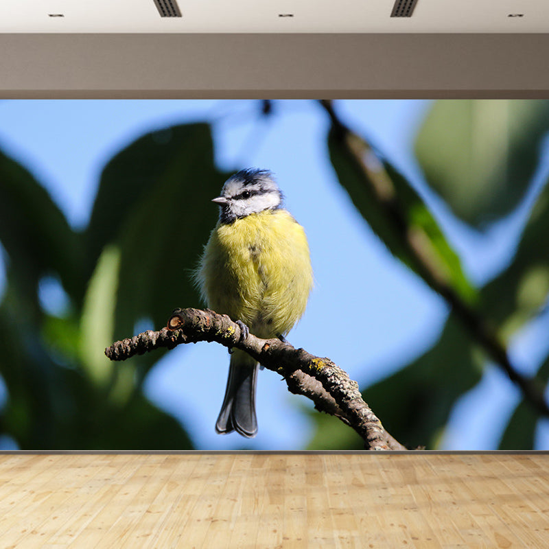 Lovely Blue-Tit Mural Wallpaper Photography Horizontal Wall Decor for Home
