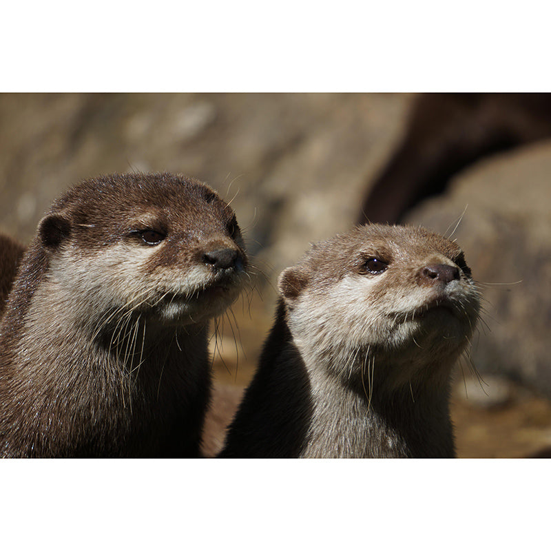 Lovely Otter Mural Wallpaper Photography Horizontal Wall Decor for Home