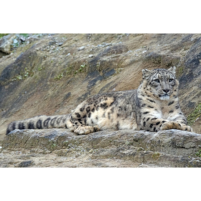 Customized Snow-Leopard Mural Stain Resistant Soft Color Wall Art for Bedroom