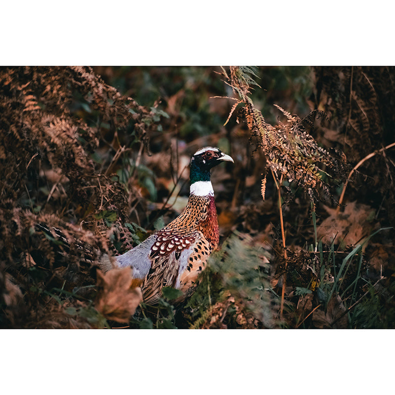 Pheasant Wall Decor Mural Moisture Resistant Living Room Wall Covering