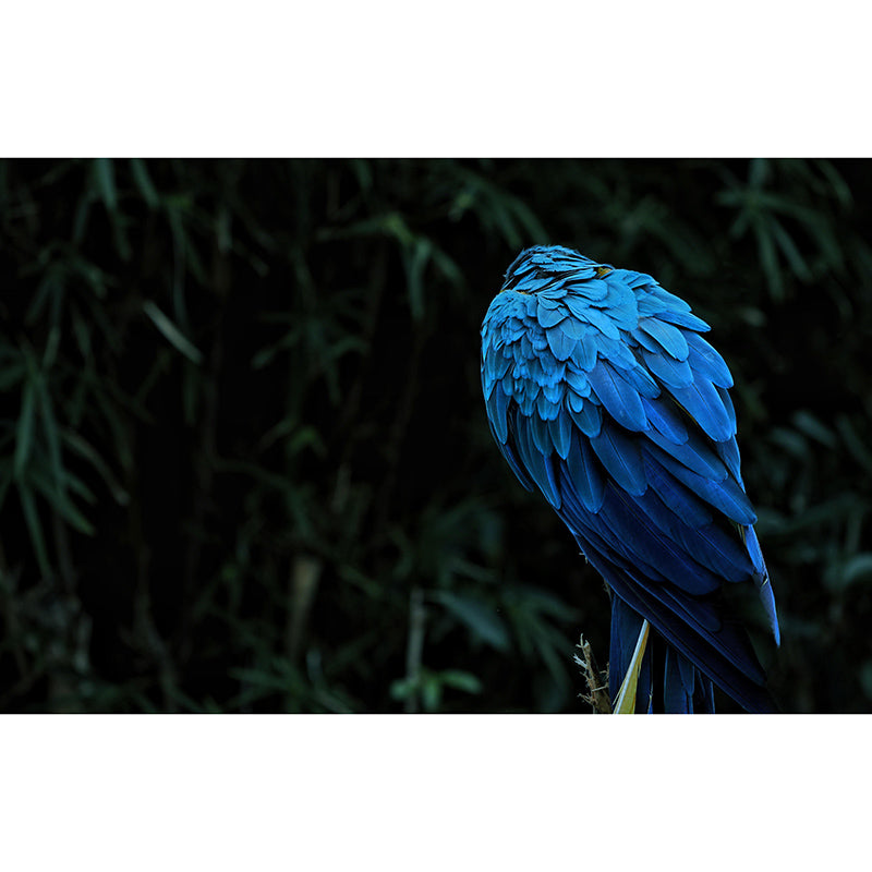 Contemporary Macaw Mural Soft Color Stain Resistant Wall Art for Living Room