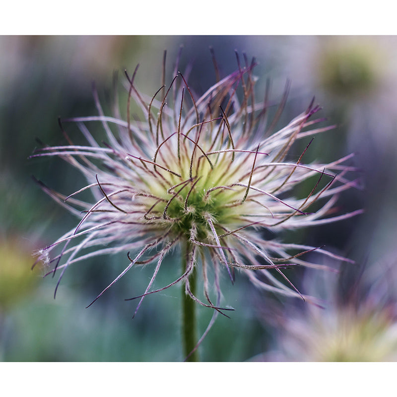 Pulsatilla Flower Wall Decor Mural Moisture Resistant Living Room Wall Covering