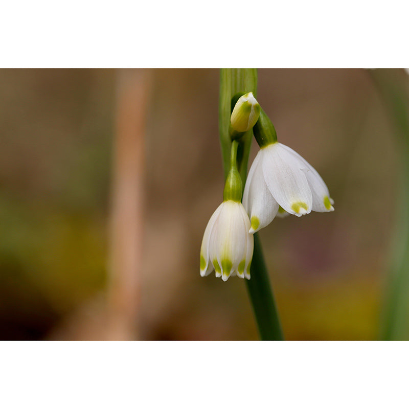 Contemporary Marzenbecher Flower Mural Soft Color Stain Resistant Wall Art