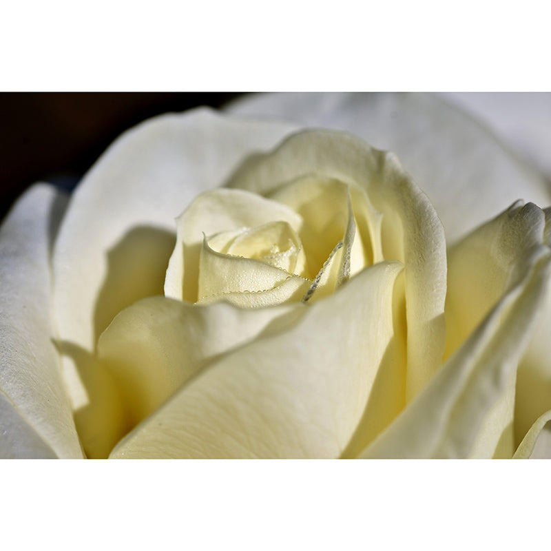 Beautiful Close-up of Rose Mural Wallpaper Photography Horizontal Wall Decor for Home
