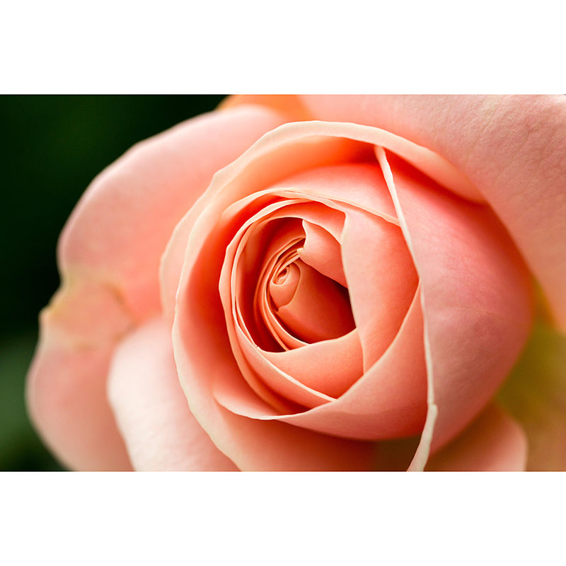 Partial Close-up of Flower Mural Soft Color Stain Resistant Wall Art for Living Room