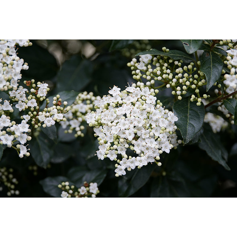 Viburnum Flower Wall Decor Mural Moisture Resistant Living Room Wall Covering