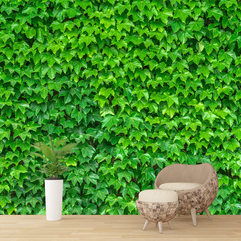 Ivy Leaf Wall Murals Contemporary Style Moisture Resistant Wall Covering
