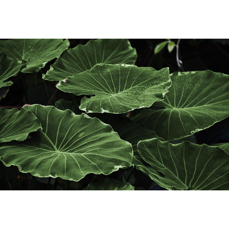 Lotus Leaf Wall Murals Contemporary Style Moisture Resistant Wall Covering