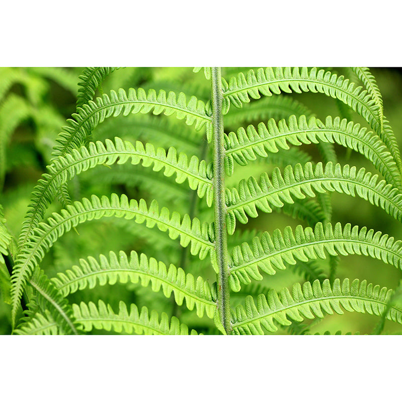 Ferns Plant Mural Wallpaper Mildew Resistant for Reading Room Bedroom Home Decor