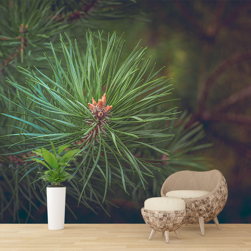 Photography Plant Mural Wallpaper Pine Leaves for Reading Room Bedroom Home Decor