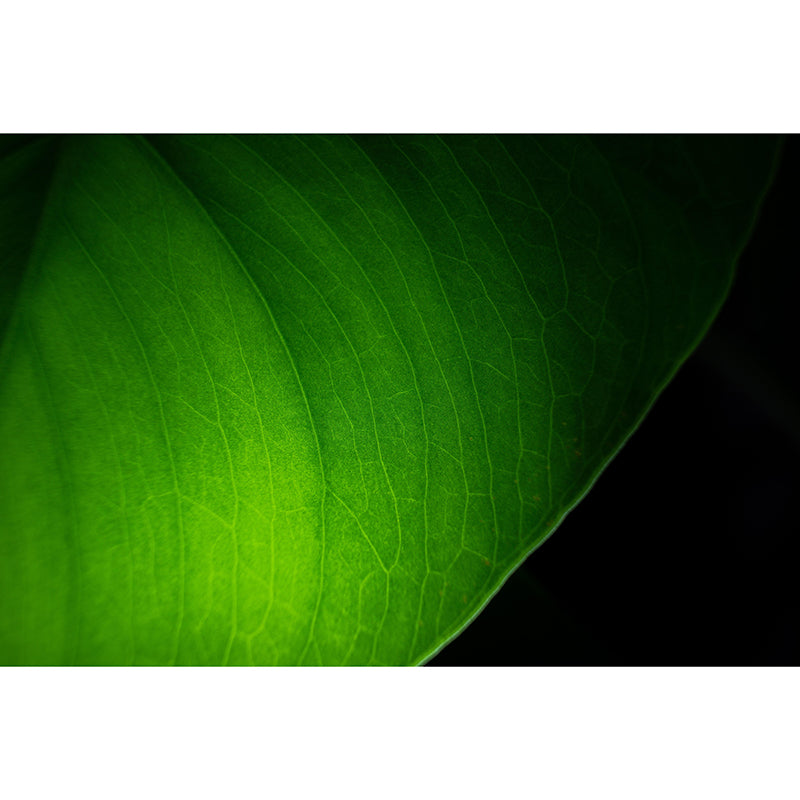 Customized Leaf Surface Plant Murals Wall for Reading Room Moisture Resistant