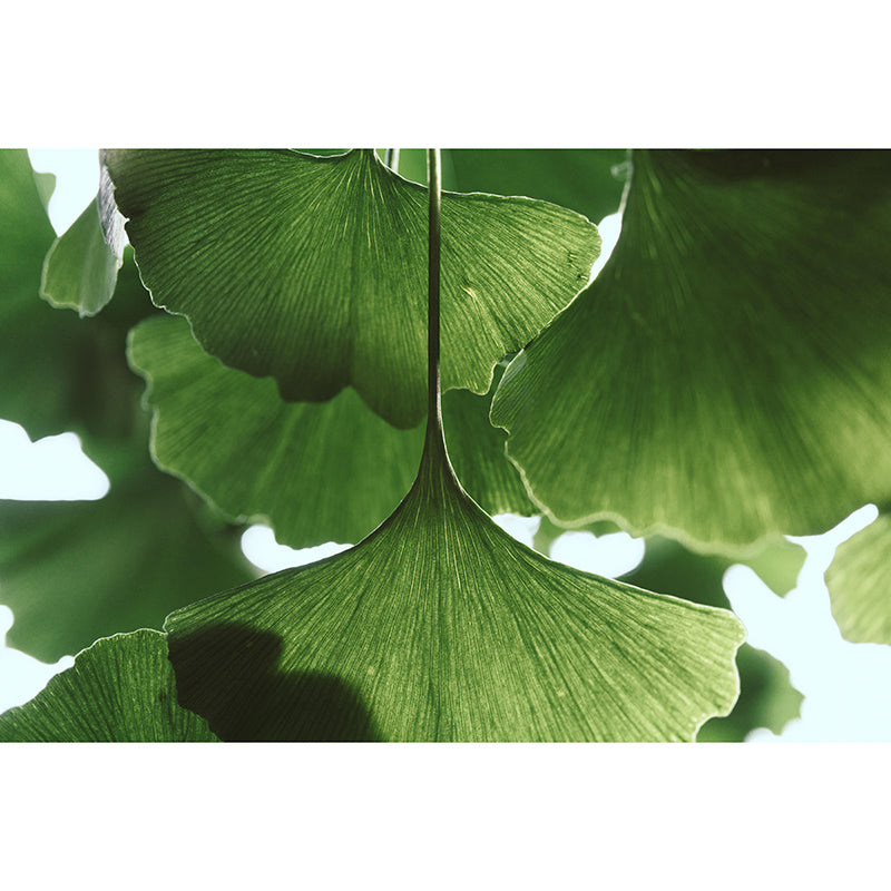 Plant Mural Wallpaper Ginkgo Leaf Pattern for Reading Room Bedroom Home Decor