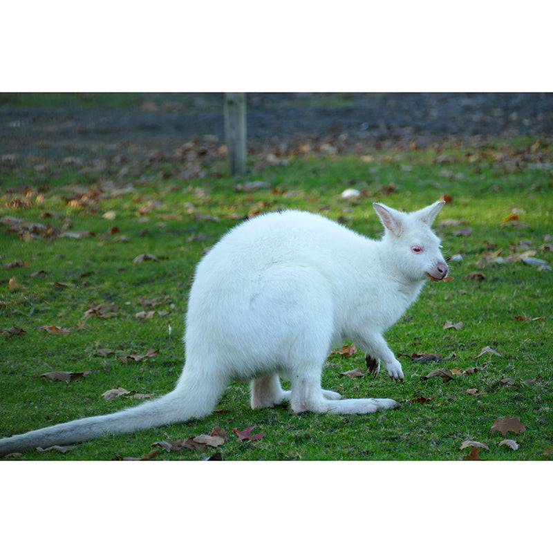 Kangaroo Contemporary Mural Decal Sitting Room Moisture Resistant Wall Decor