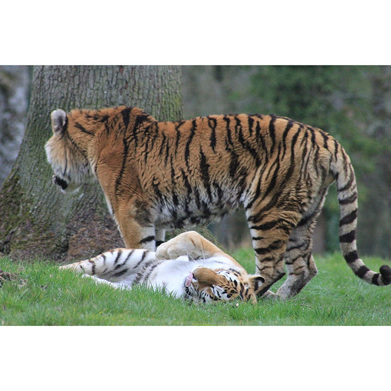 Tiger Contemporary Mural Decal Sitting Room Moisture Resistant Wall Decor