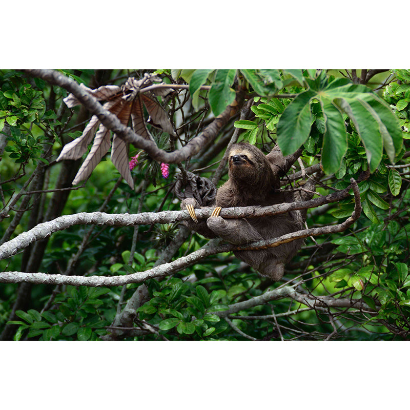 Customized Contemporary Sloth Mural Mildew Resistant for Sitting Room Bedroom