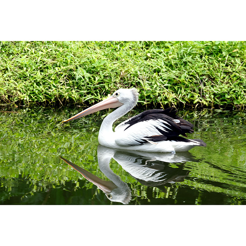 Customized Contemporary Pelican Mural Mildew Resistant for Sitting Room Bedroom